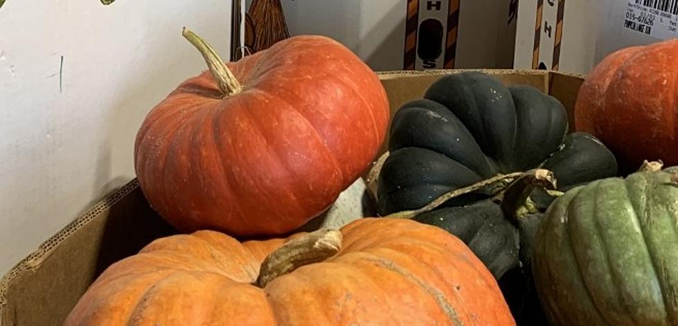 Where to Get Blood Red Pumpkins in Missoula