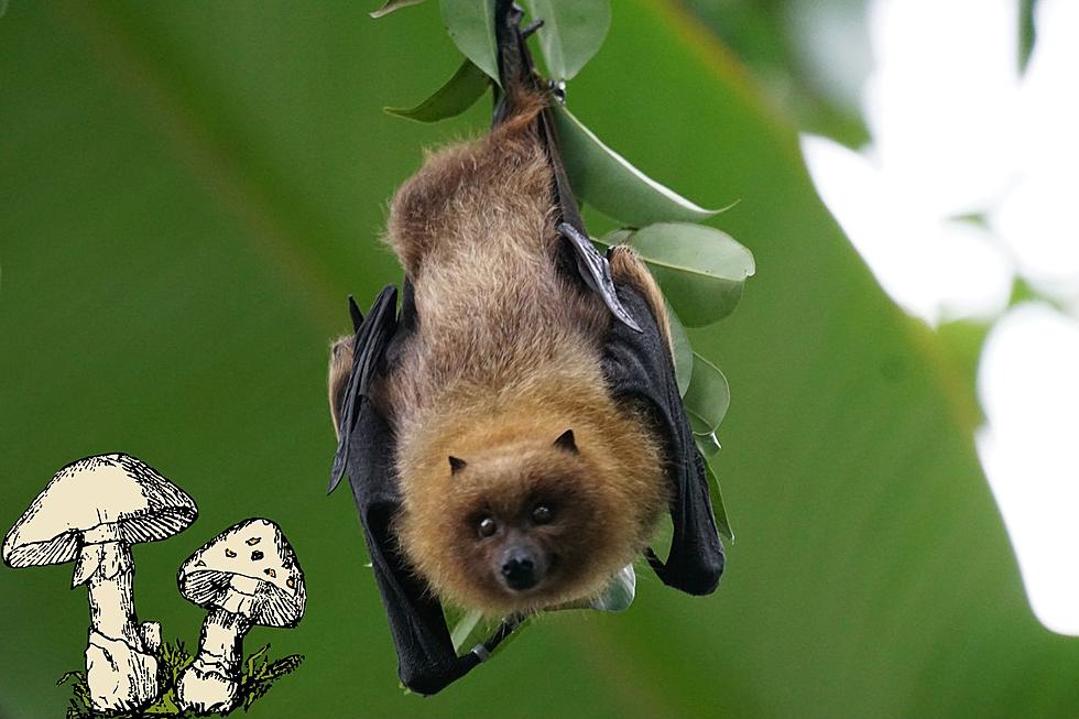 Deadly Fungus Found Where Montana Bats Thrive