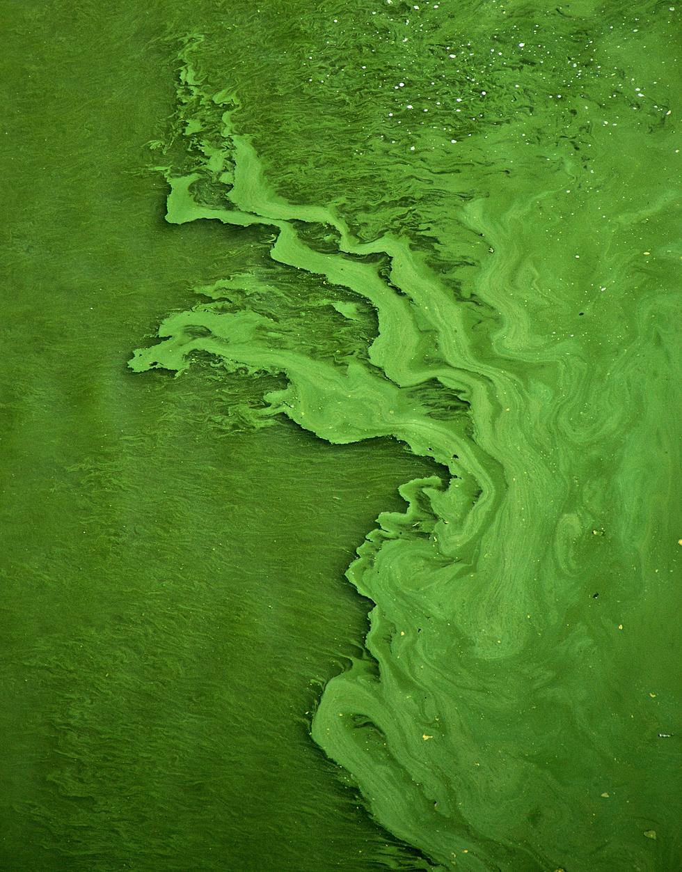 How to Find Out Where Dangerous Blue Algae Is in Montana's Waters
