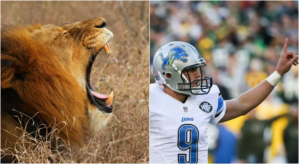 There are More Detroit Lions Fans in Michigan than Lions in the Whole World