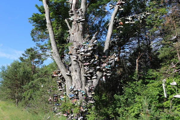 What Is The Story Behind The Kalkaska Shoe Tree