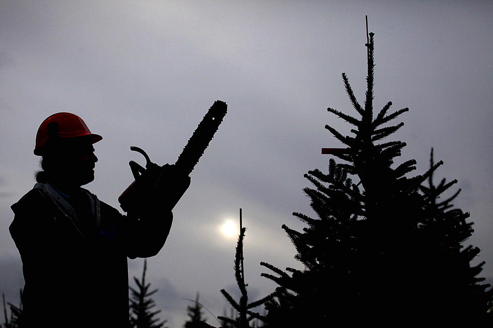 This Is Where You Can Cut Your Own Christmas Tree In the Kalamazoo Area