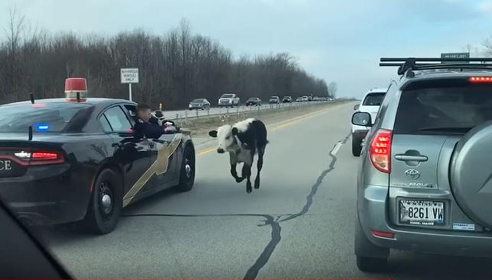 Michigan State Police Chase Runaway Cow on US-131
