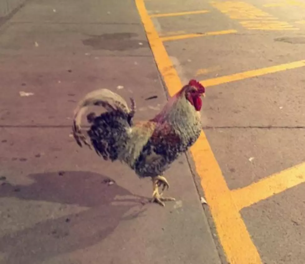Van Buren County Gas Stations Beloved Mascot Kevin The Rooster Has Died