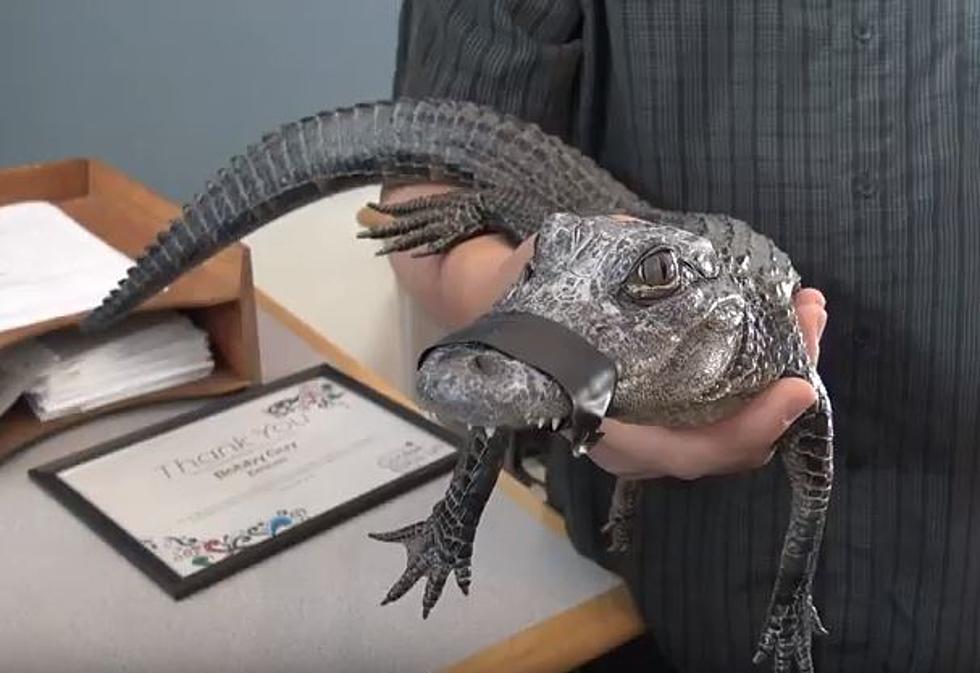 We Had A Real Live Alligator in the K1025 Studio