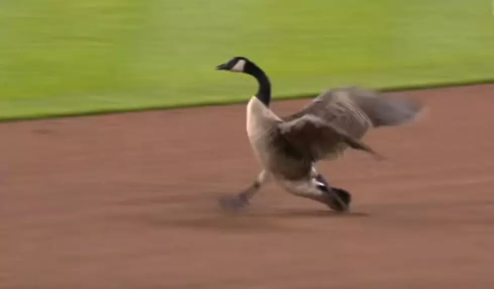 Wild Goose Chase at Comerica Park- Literally