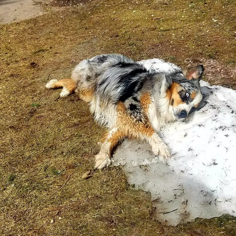 This Dog Is Enjoying the Very Last Snow of the Brutal, Never-Ending Michigan Winter of 2018