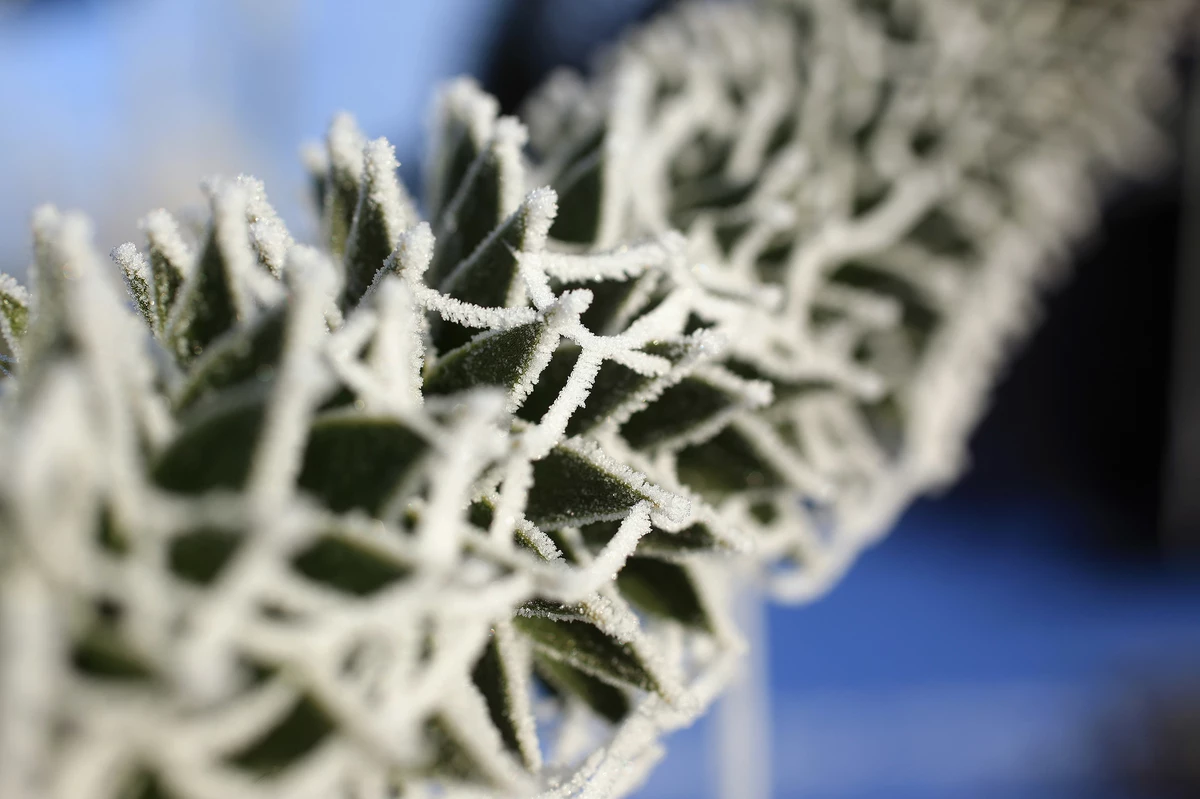 Get Ready Michigan's First Frost Expected Tonight