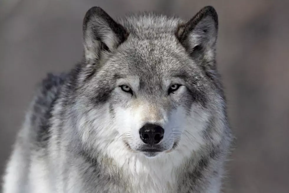 Isle Royale Wolf Re-population Suffers Another Blow