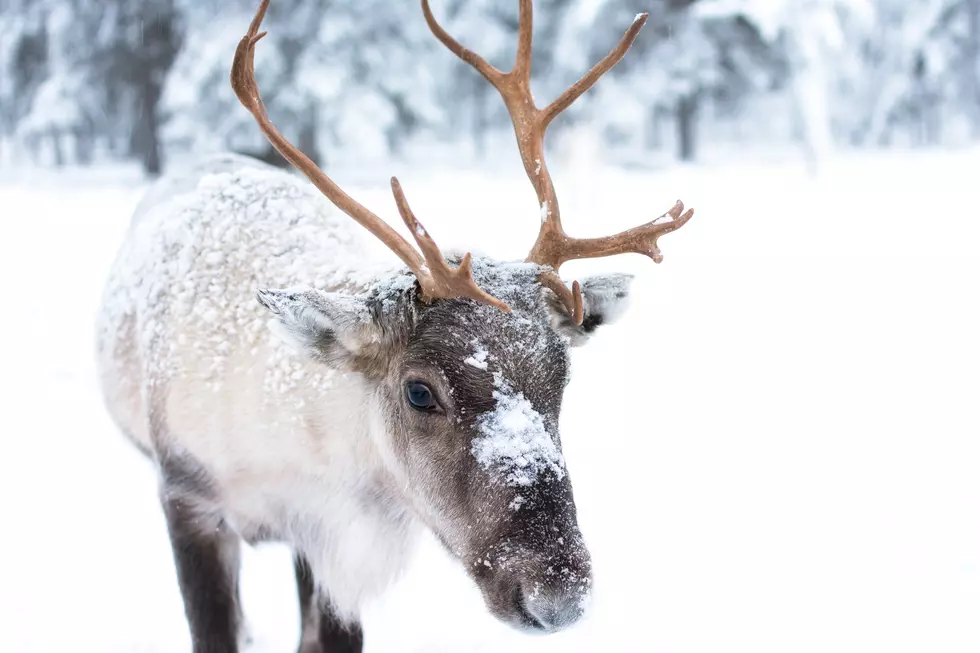Did Santa Leave One of His Reindeer in Michigan?
