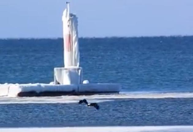 America&#8217;s Iconic Bald Eagle Loves Fishing Michigan Waters Too [Video]
