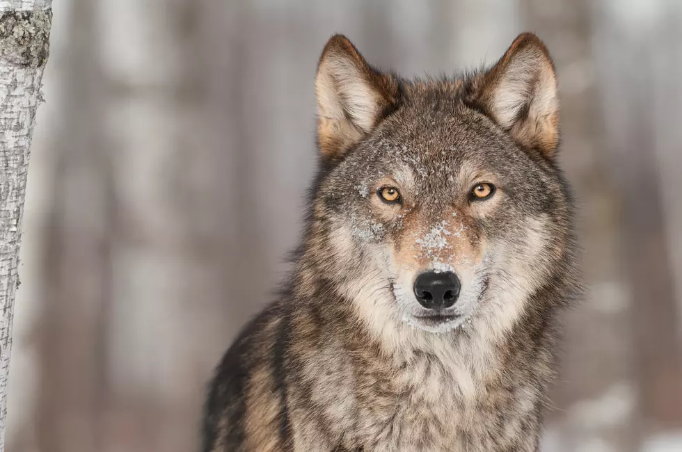 Relocated Isle Royale Grey Wolf Back In Minnesota