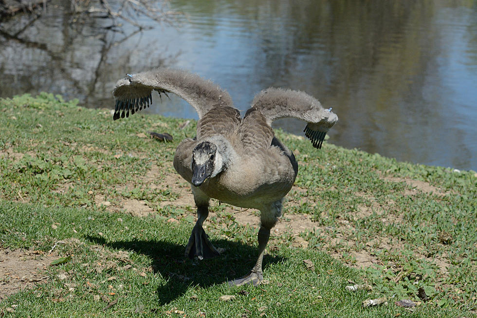 A Goose Has Been Attacking Students at Eastern Michigan &#8211; Can We Get Him on the Football Team?