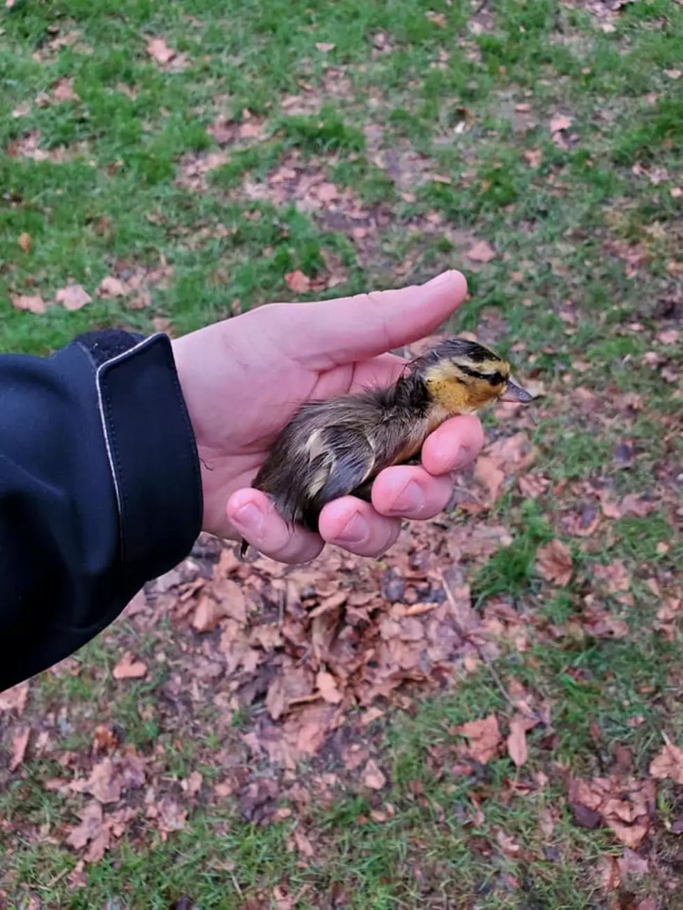 Adorable Rescue Part 2: Portage Firefighters Are At It Again