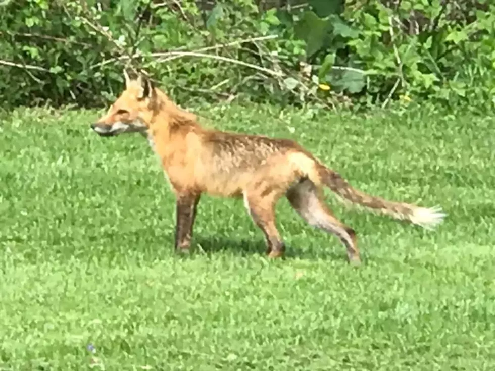Parchment Is Losing It About Fox Sightings, And It Is Hilarious
