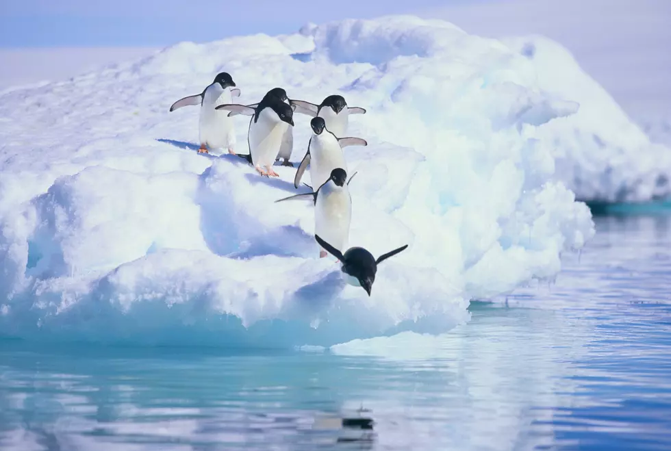 This Place In Michigan Will Actually Let You Play With Penguins