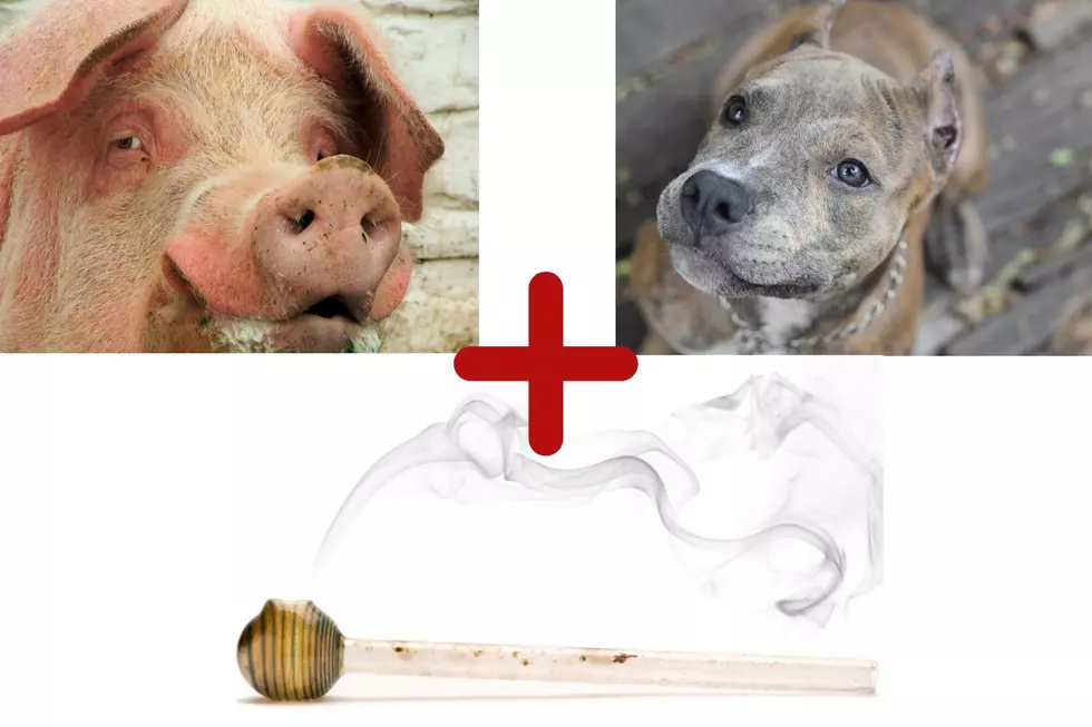 Dog And Pig Fighting Delays Drug Investigation &#8211; WHAT?!