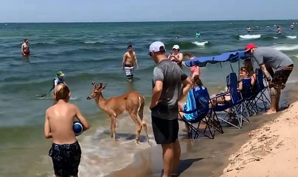 A Petting Zoo in the Sand as a Deer Visits Lake Michigan Beach [Video]