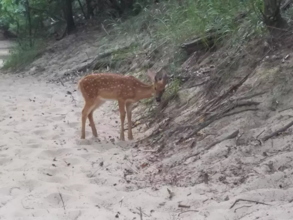 Update: Saugatuck Beach Is Still Popular with Deer [Photos]