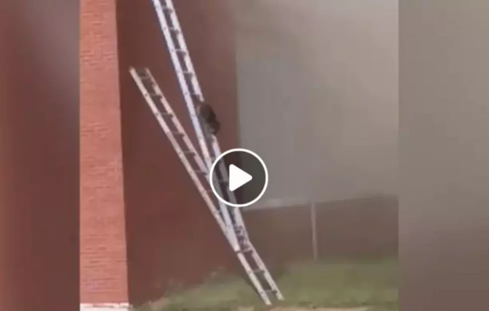 Crafty Raccoons Use Ladder To Escape South Bend Fire [Video]