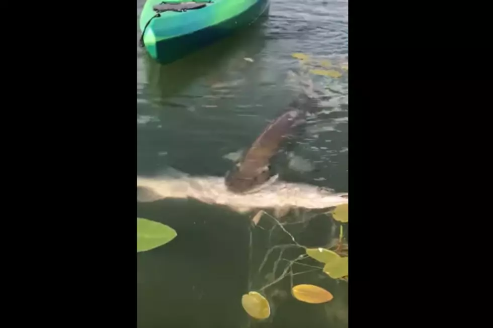 Fine, Here&#8217;s That Video of a Muskie Eating a Northern Pike in Northern Minnesota [WATCH]