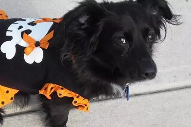 Our Dog Neena Does Not Appreciate Halloween