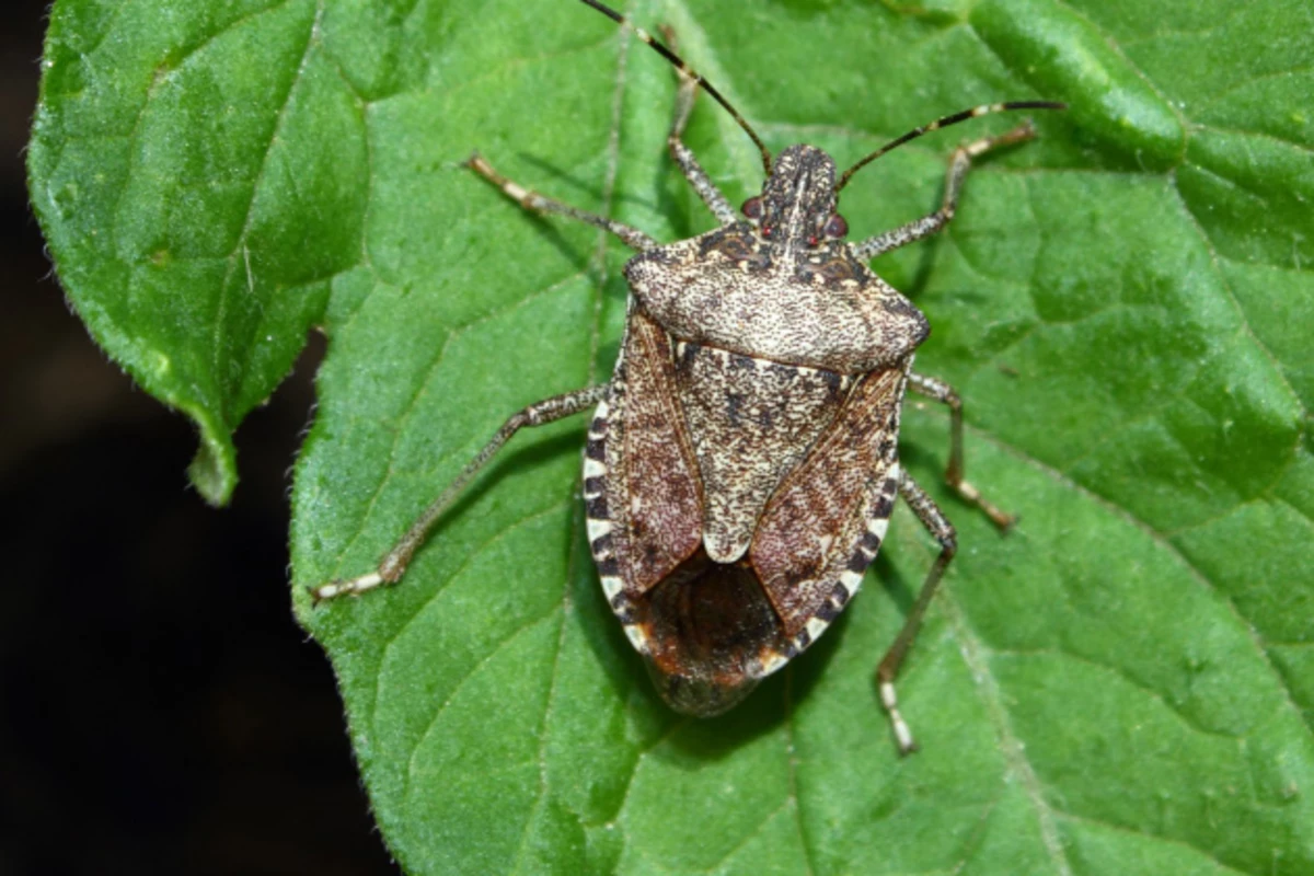 Stink bug Season is Here. Here's How to Get Rid of Them