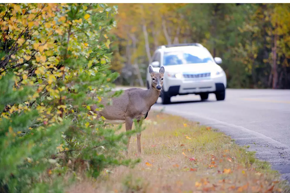 Radio Show Gets Call from Woman to Move Deer Crossing Signs [LISTEN]