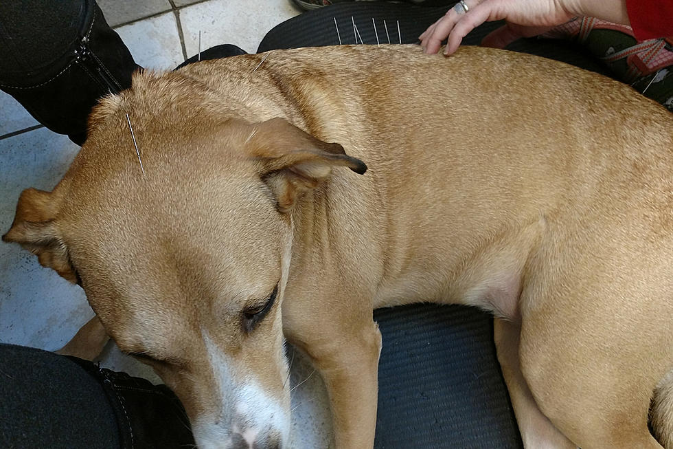 My Dog Has a Chiropractor and Gets Acupuncture [WATCH]