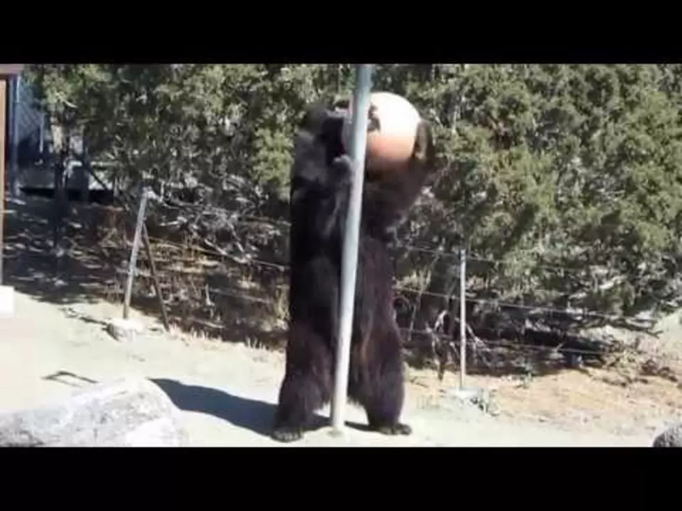 A Bear Playing Tetherball