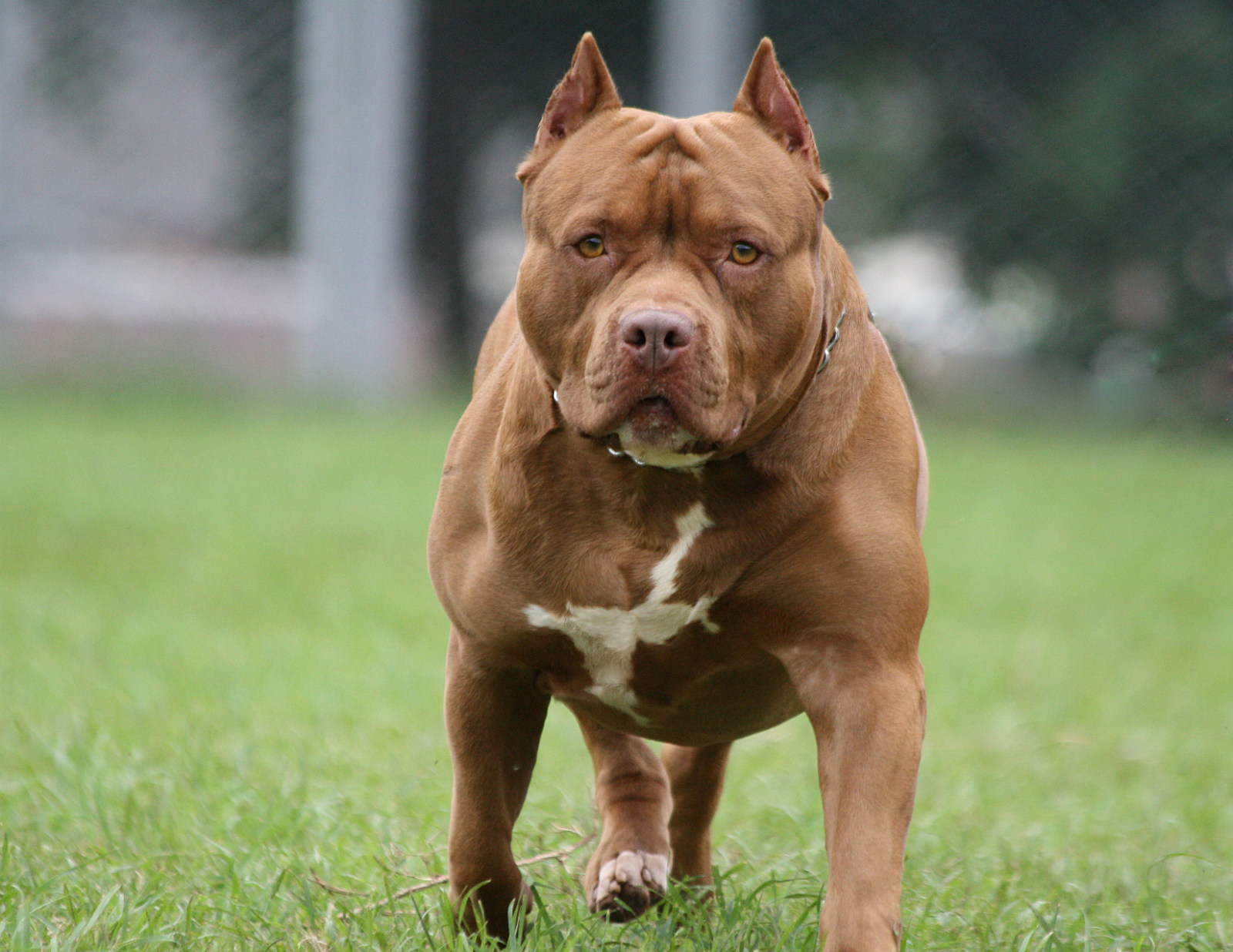 the meanest dog breeds