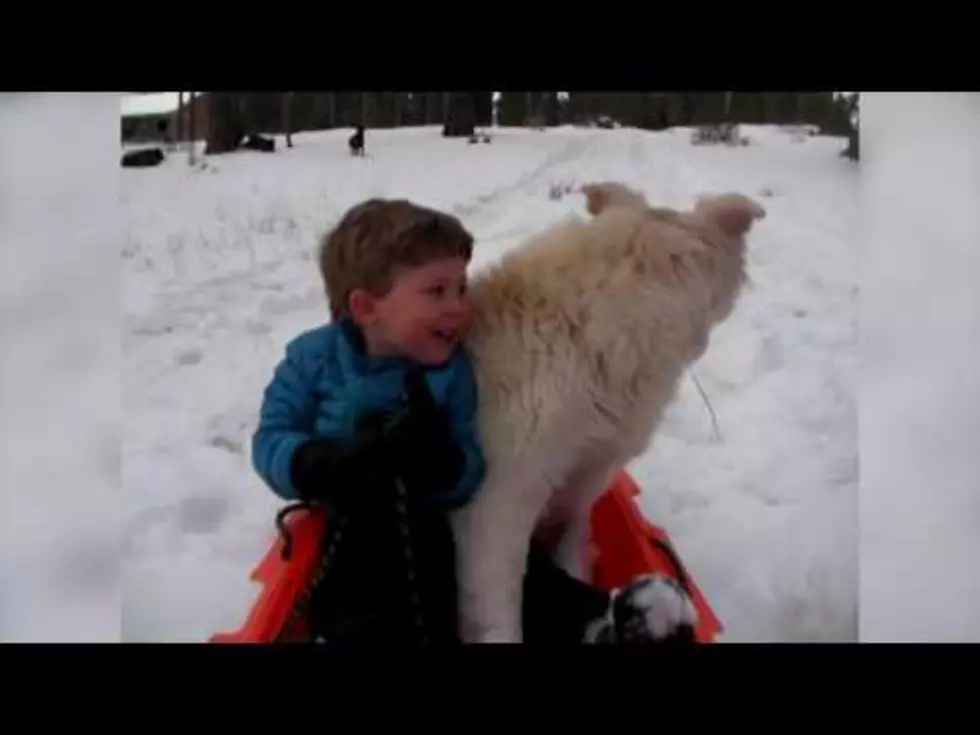 Dogs In Snow Are Funny {Video}