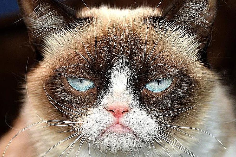 The End Of Grumpy Cat- Internet Sensation