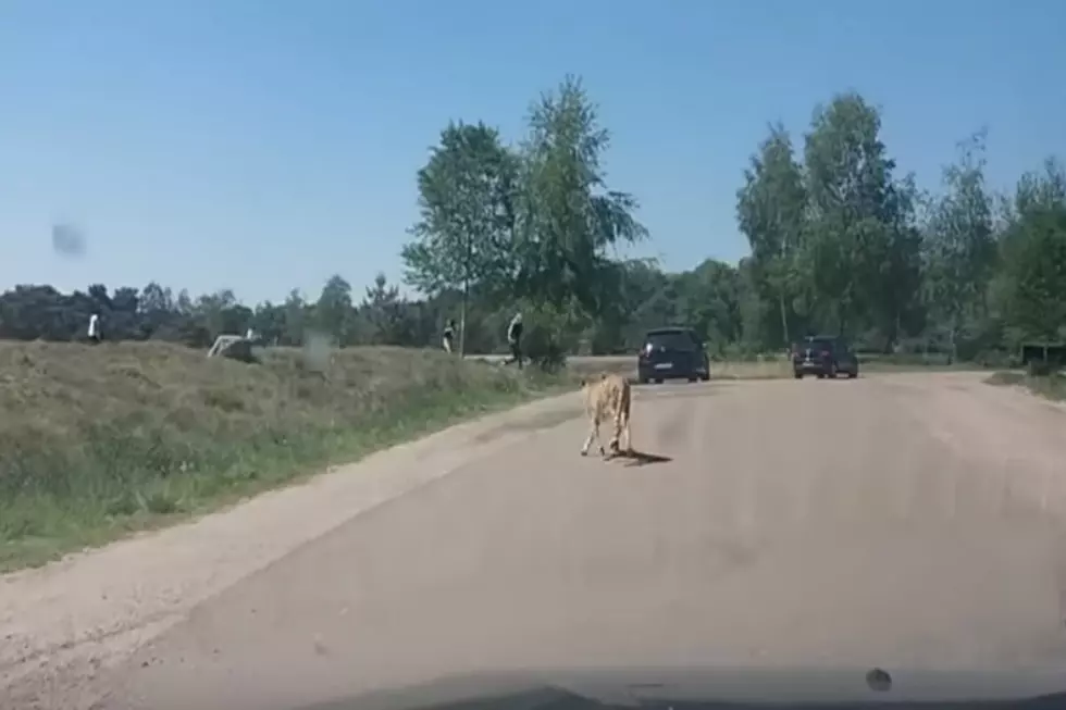 Family Gets Out Of Car…They’re Attacked By Cheetah’s