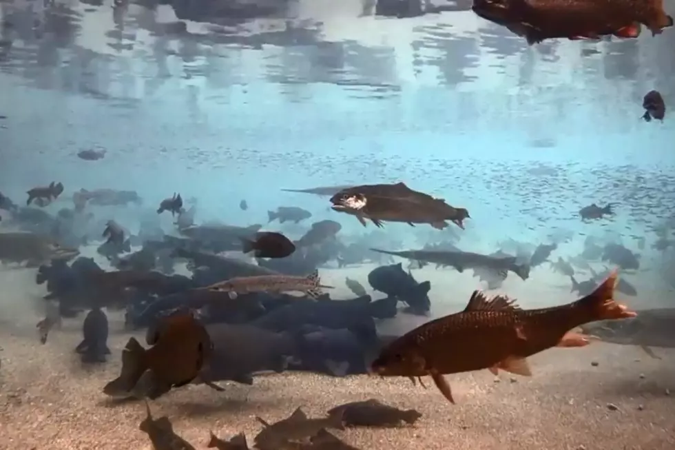 DNR Live Fish Cam from the Minnesota State Fair is Back for 2021