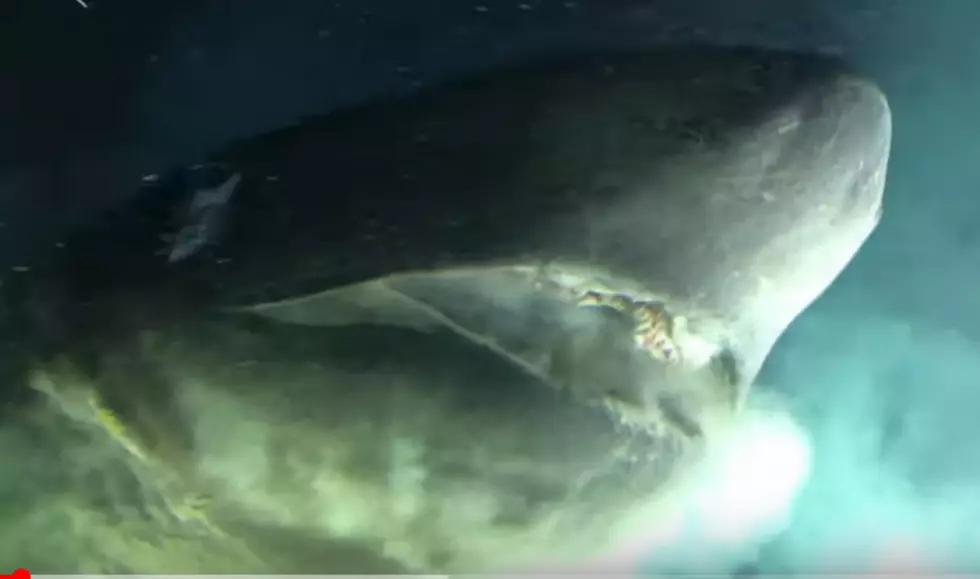 WATCH: Researchers Film a Shark Bigger Than Their Submarine