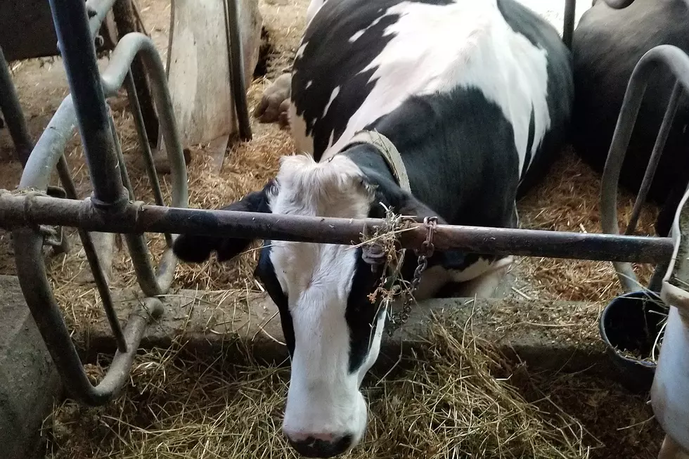 How COVID Has Been Affecting Minnesota Dairy Farmers