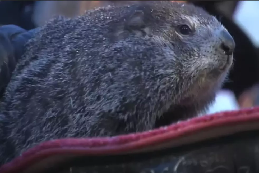 It&#8217;s Groundhog Day, Here&#8217;s What Phil Had To Say