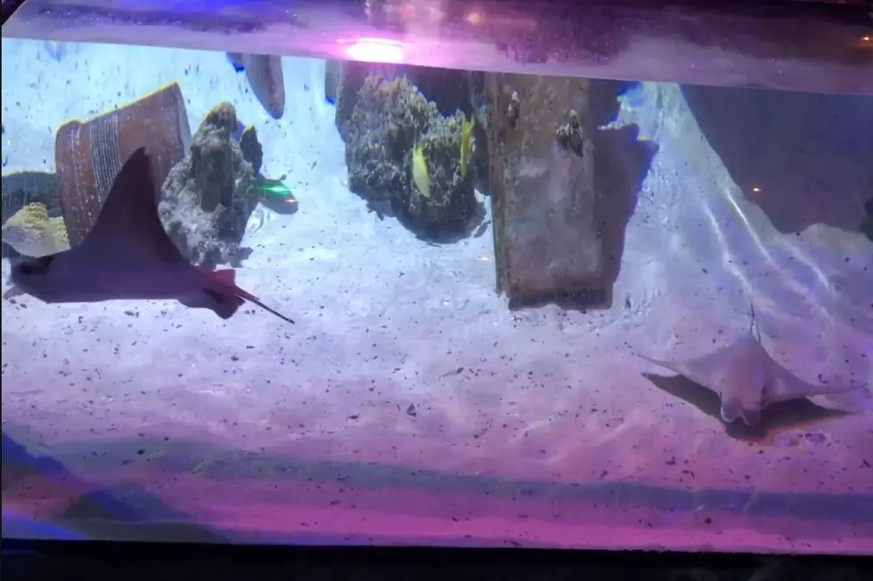 Sea Life at Mall Of America Reopens Friday