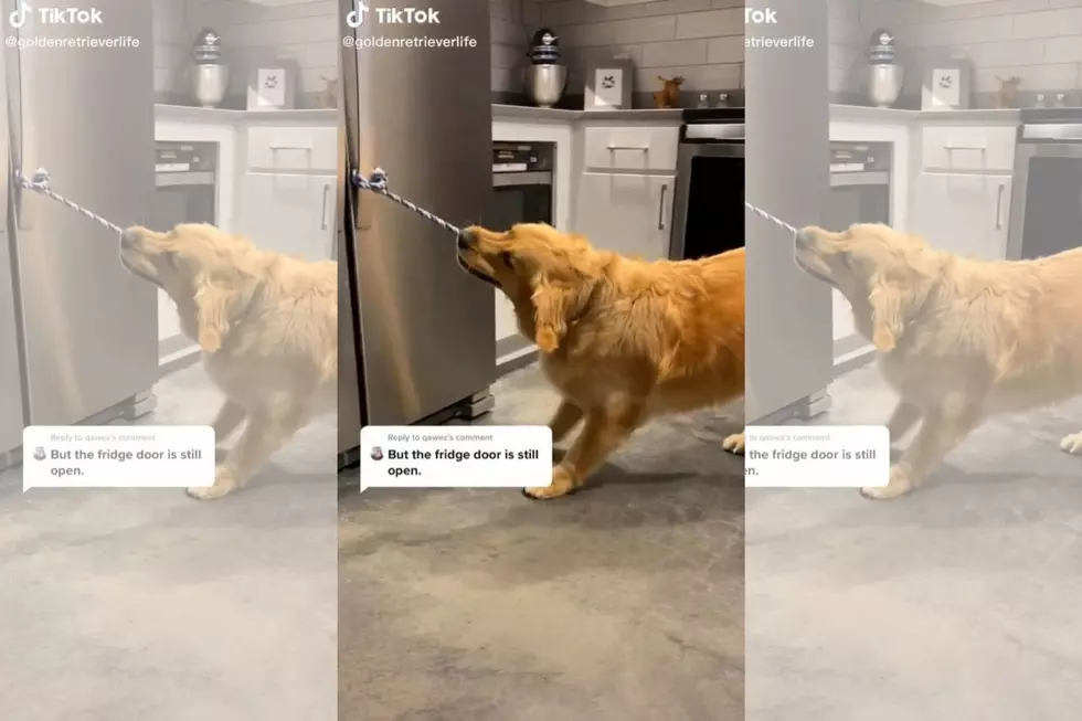 Video of Service Dog Getting a MN Beer from the Fridge Goes Viral