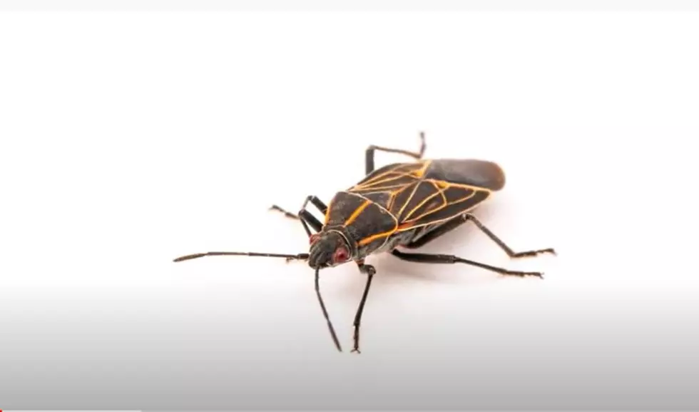 My First Time Dealing With Boxelder Bugs