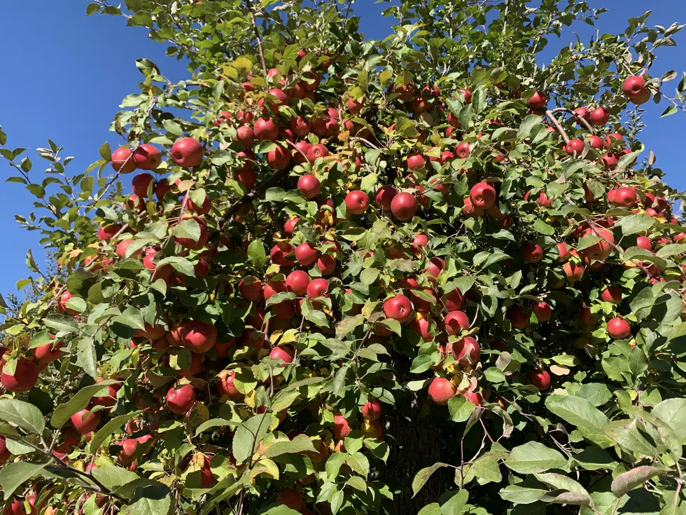 My First Visit to a Minnesota Apple Orchard