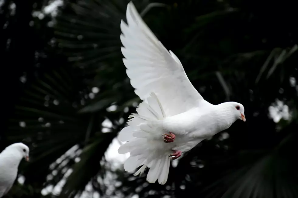 Prince&#8217;s 28-Year-Old Pet Dove, Divinity, Passes Away