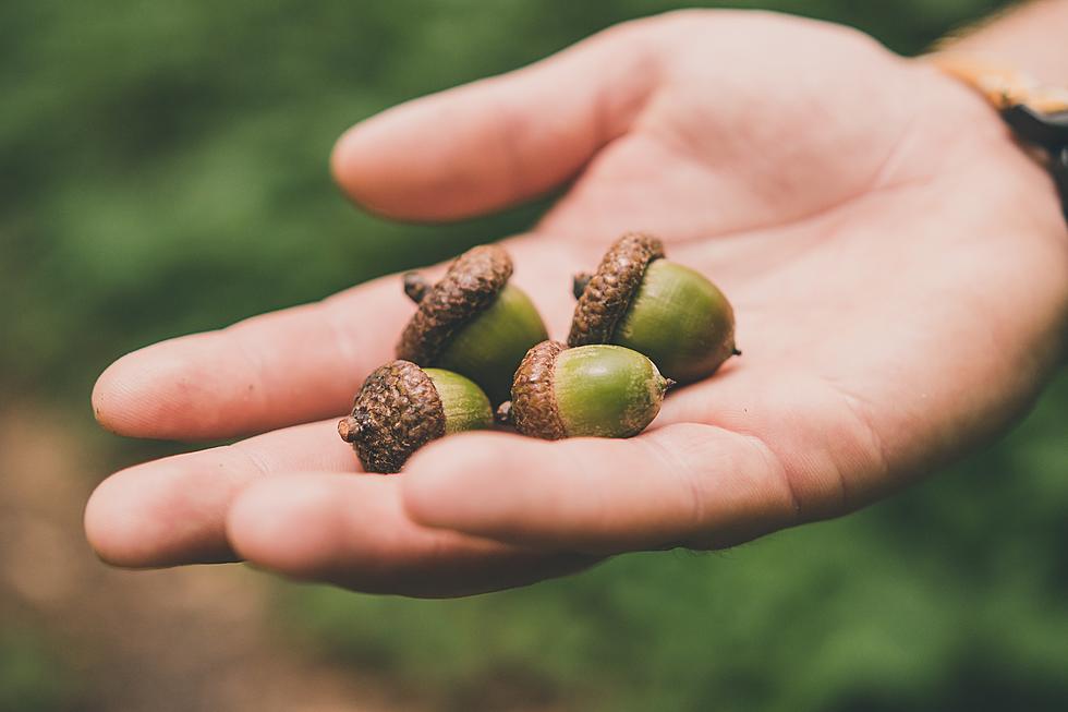 Here's How You Can Prepare & Enjoy Your MN Harvested Acorns 