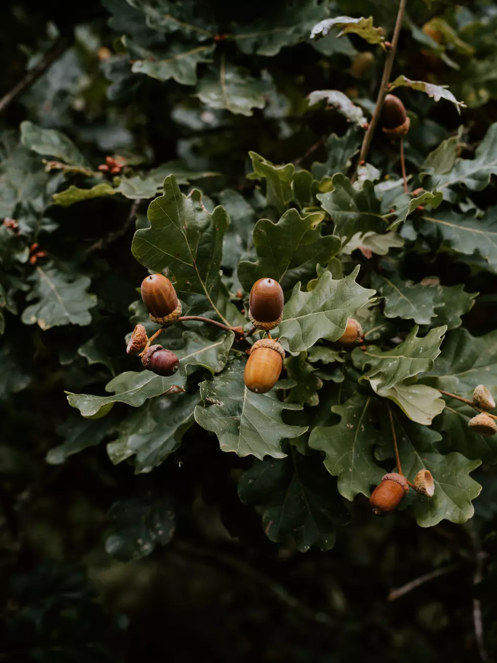 Image Credit: annie spratt via unsplash