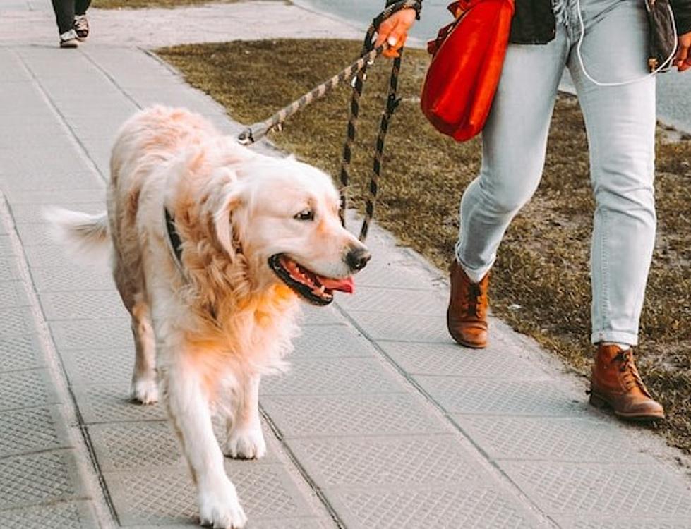 How Central Minnesotans Can Turn Dog “Doodie” Into “Foodie”