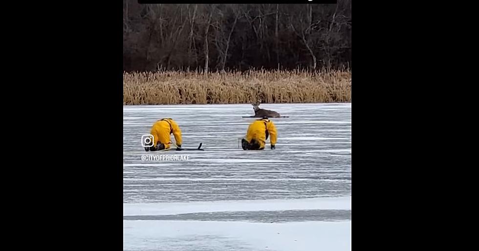 Video Shows Minnesota Firefighters Pull Off Dramatic Rescue Of Deer On Ice