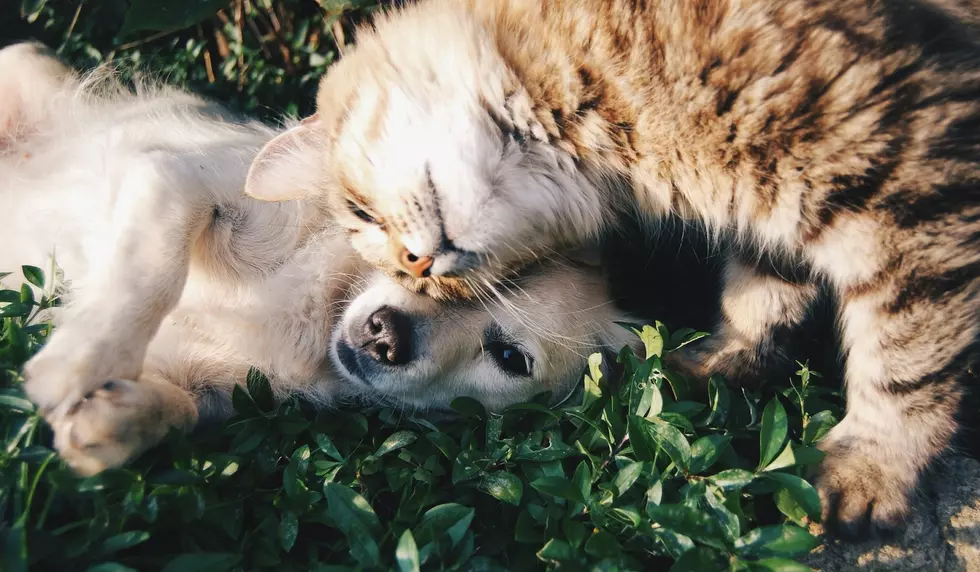 Photo by Krista Mangulsone on Unsplash