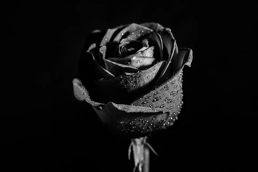 Photo by amirali mirhashemian on Unsplash