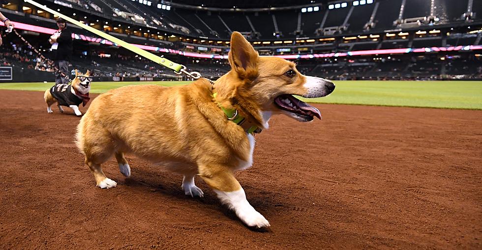Dog Night! Twins Announce 2024 Promotion Schedule